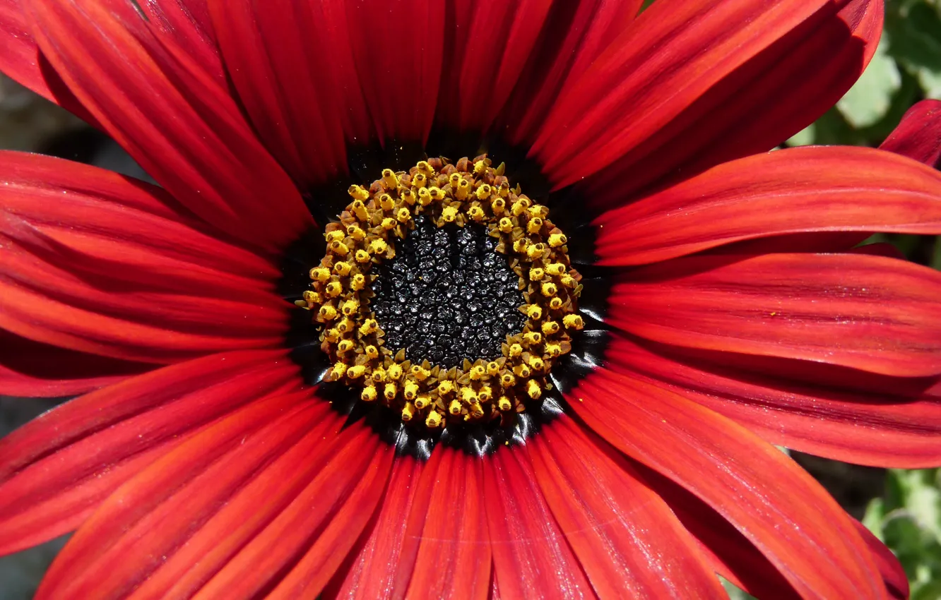 Фото обои Макро, лепестки, Остеоспермум, Osteospermum, Makro