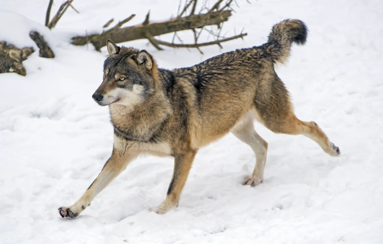 Фото обои хищник, бег, серый волк