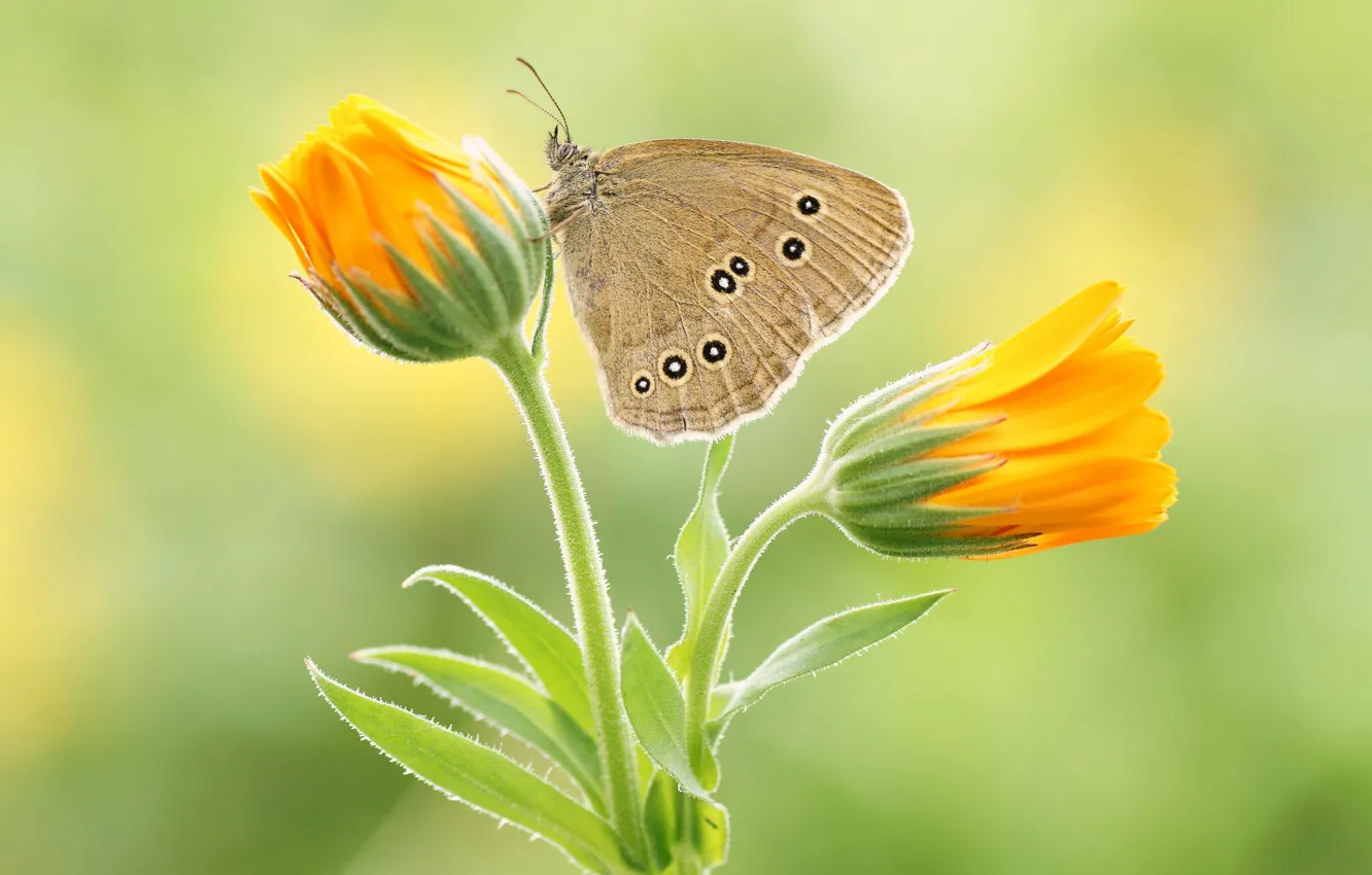 Фото обои бабочка, цветки, butterfly