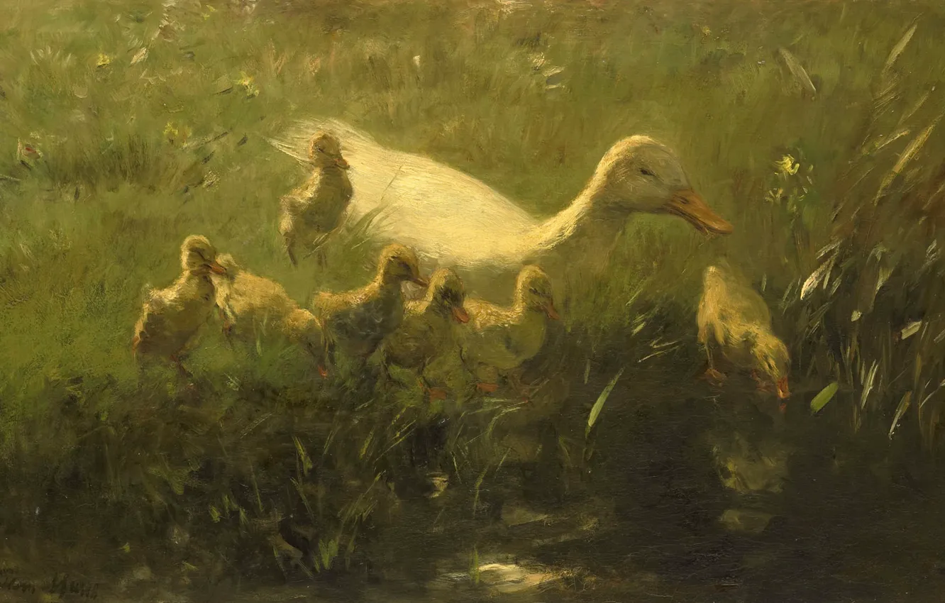 Фото обои птицы, масло, картина, холст, 1910, Виллем Марис, Willem Maris, Белая утка с птенцами