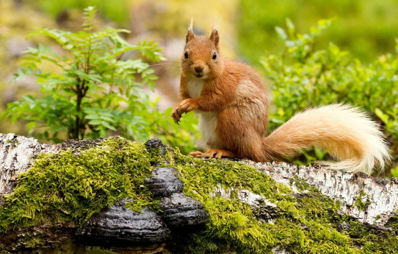 Фото обои деревья, растительность, мох, белка, хвост