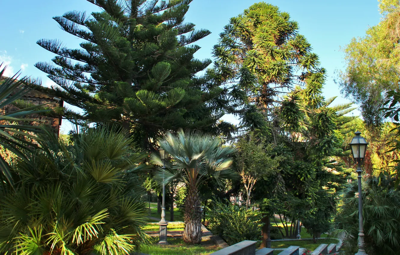 Фото обои деревья, природа, парк, фото, Италия, Sicilia Viagrande