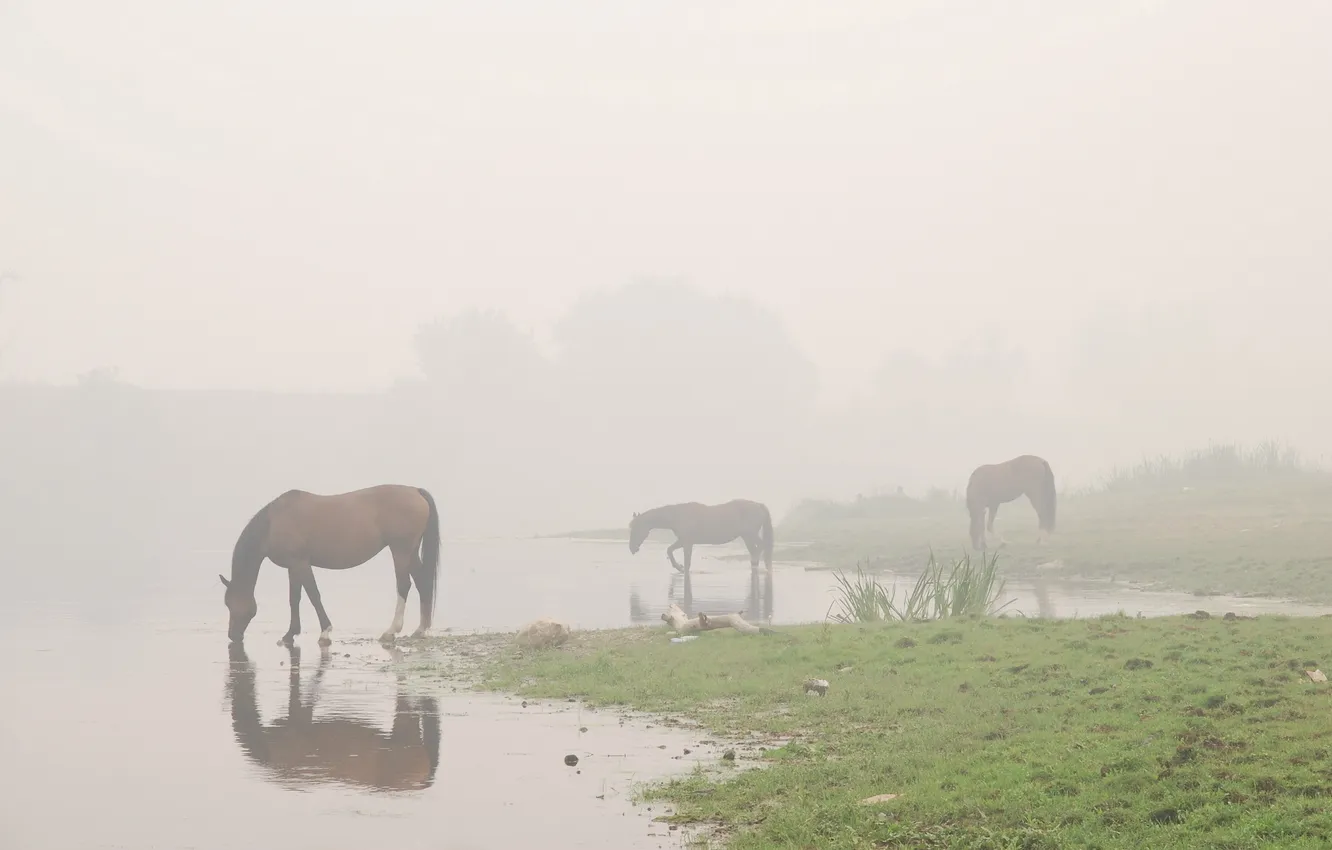 Фото обои вода, Туман, лошади