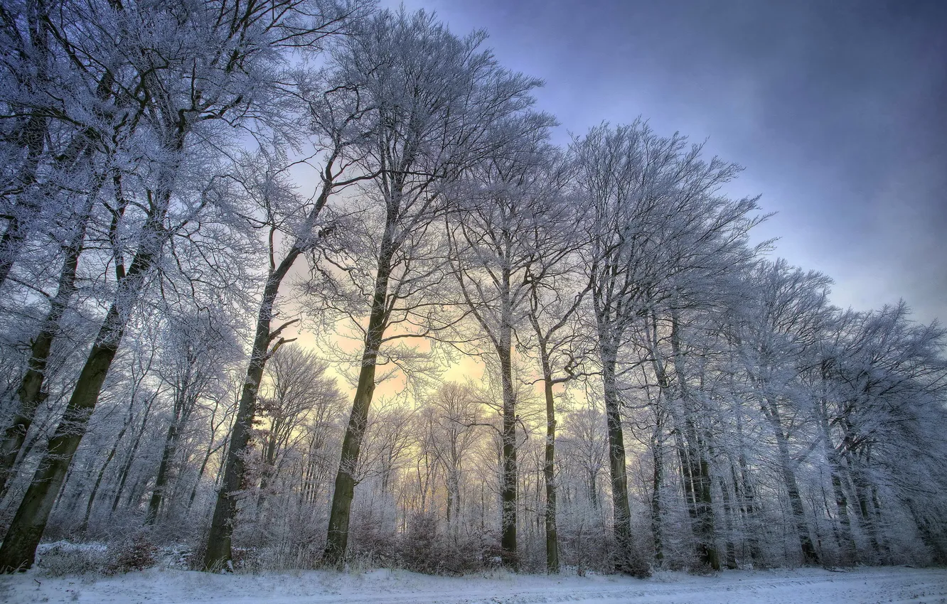 Фото обои зима, снег, деревья, пейзаж