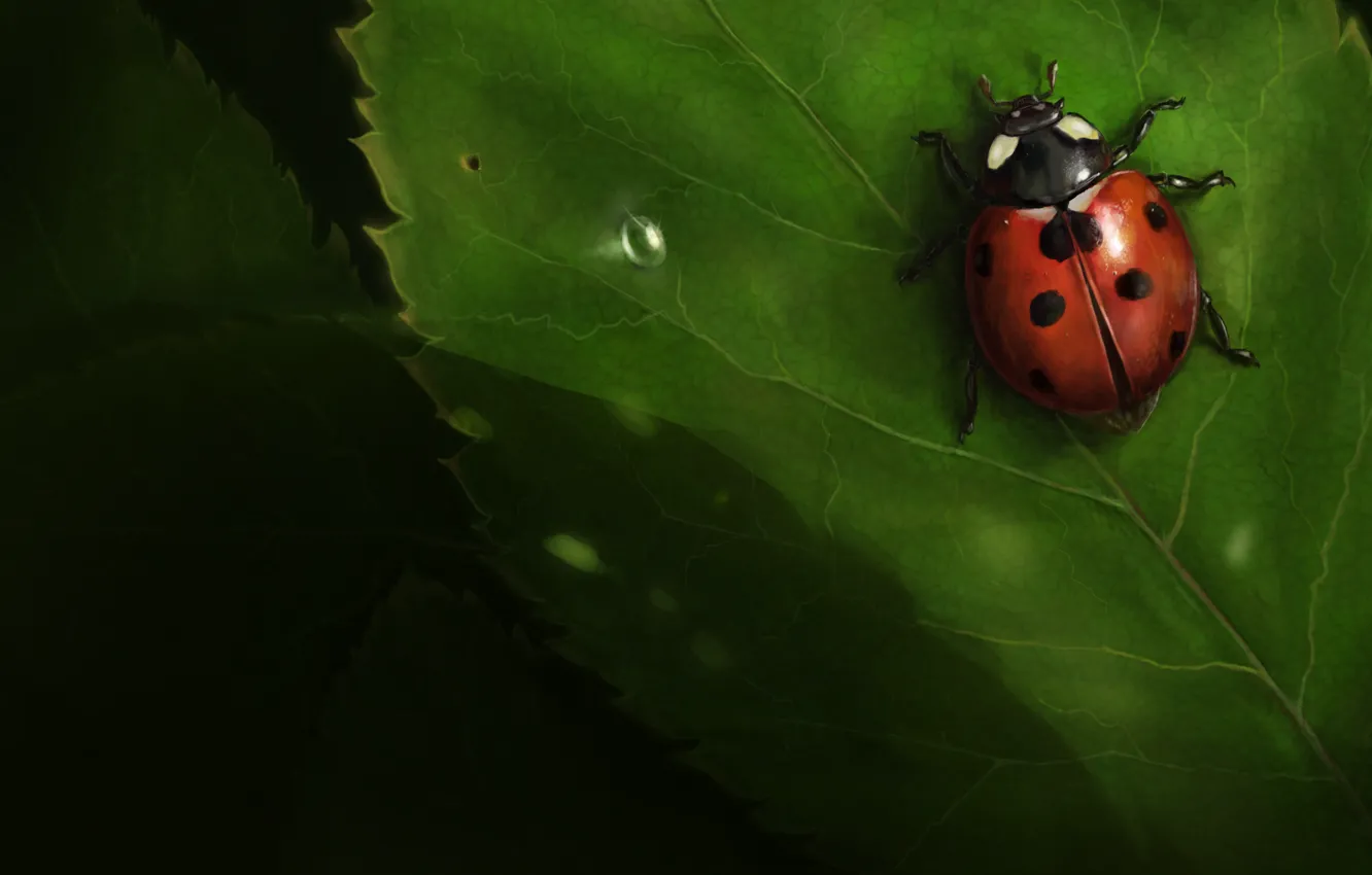 Фото обои листья, насекомое, Божья коровка, ladybug, ionic-ink