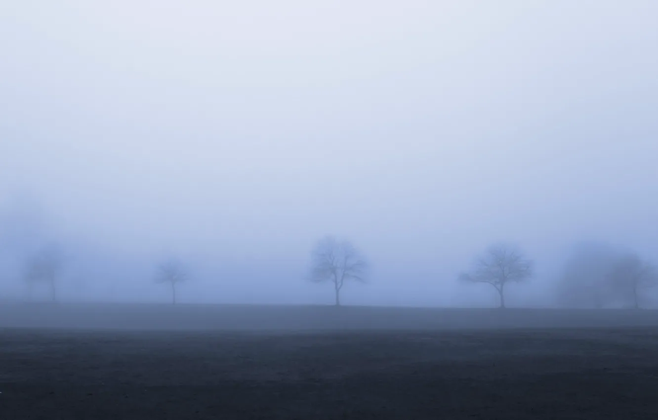 Фото обои осень, деревья, туман, мрачно