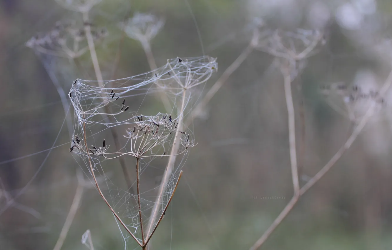 Фото обои nature, macro, fog, bokeh, web, Spider