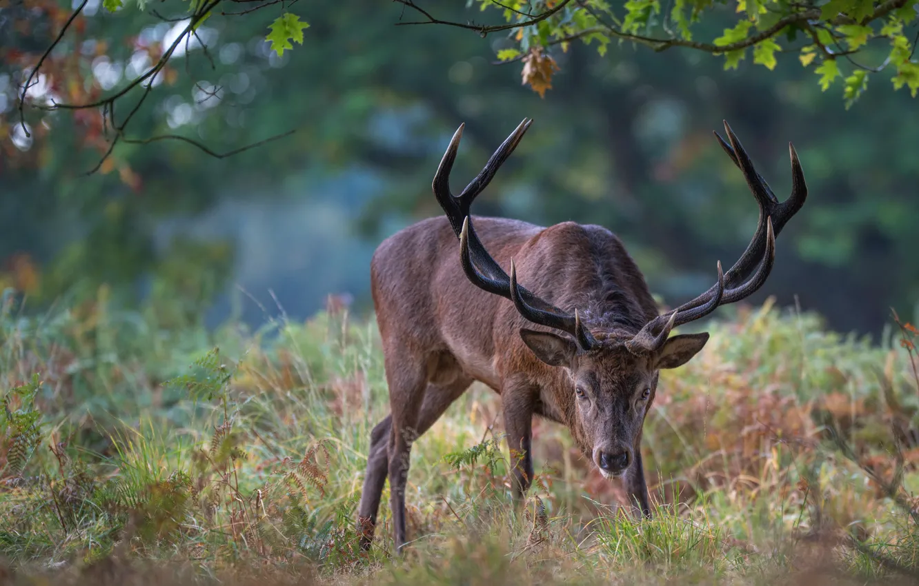 Фото обои лес, взгляд, листья, ветки, природа, поза, парк, поляна