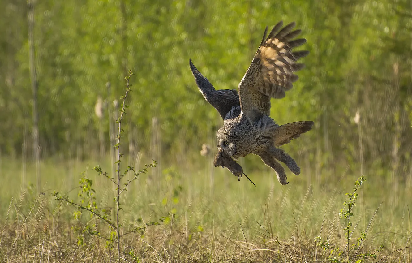 Фото обои food, owl, rat