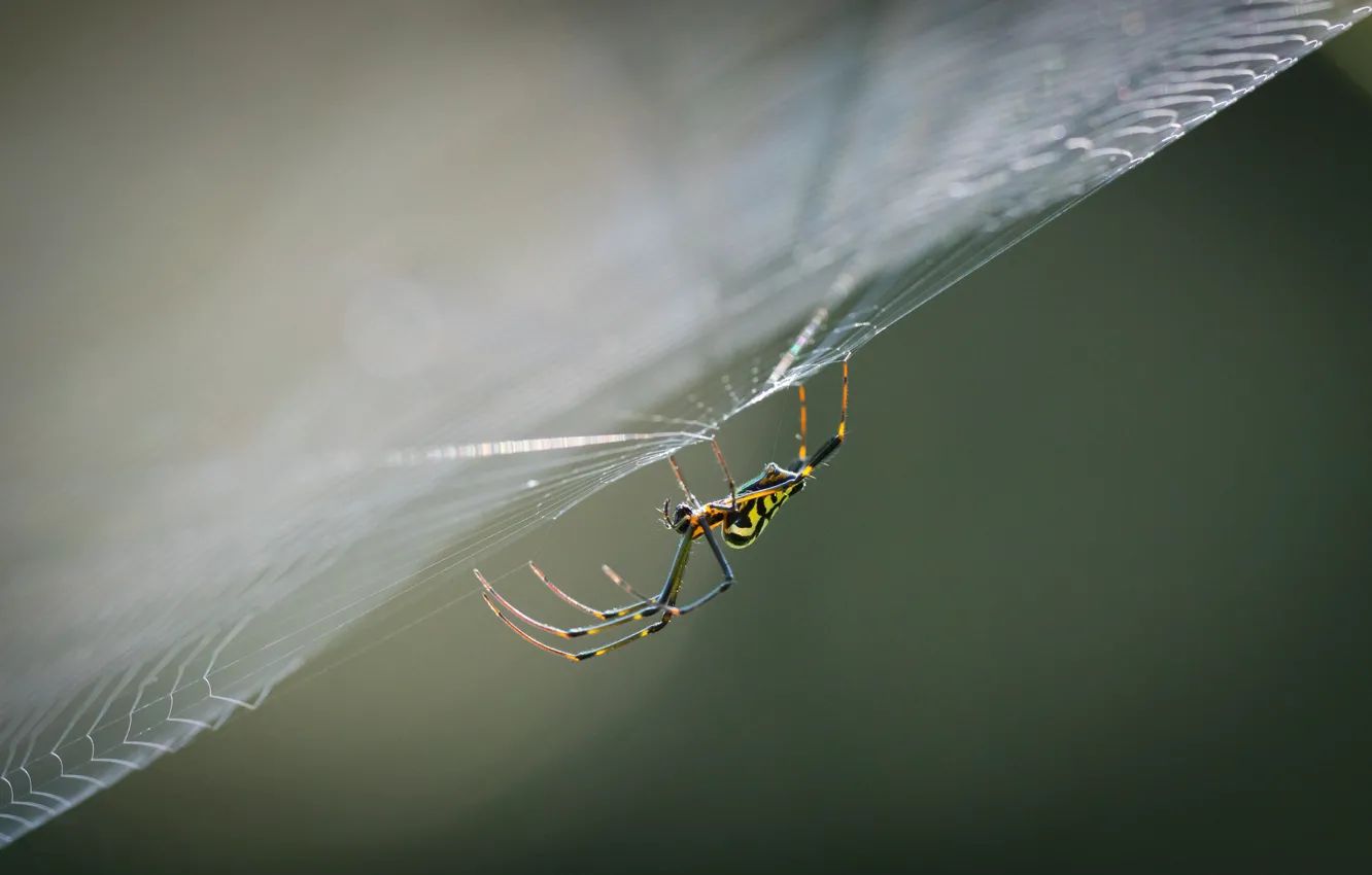 Фото обои макро, паутина, паук