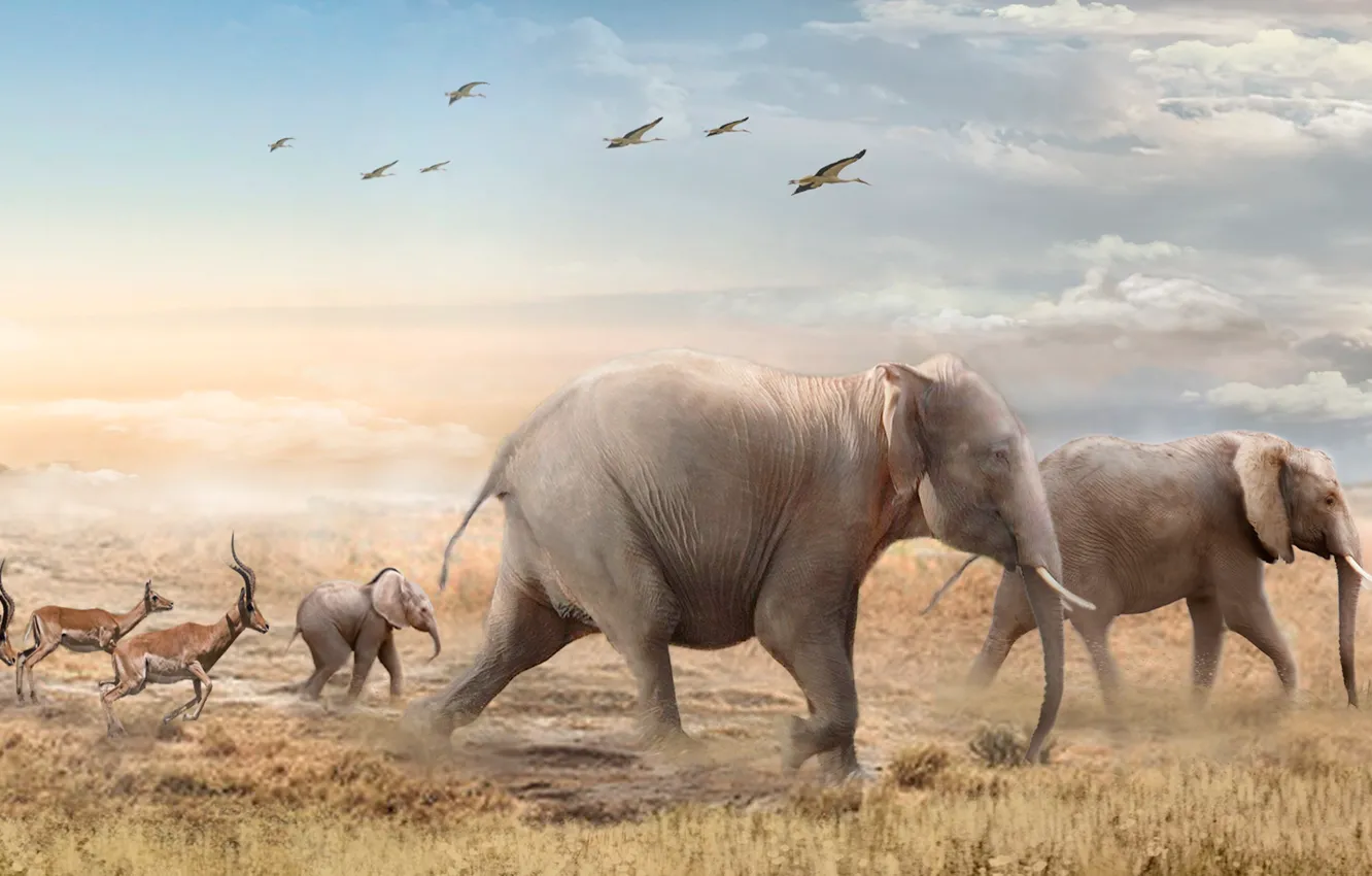 Фото обои животное, слон, арт, жираф, зебра, кенгуру, гепард, антилопа