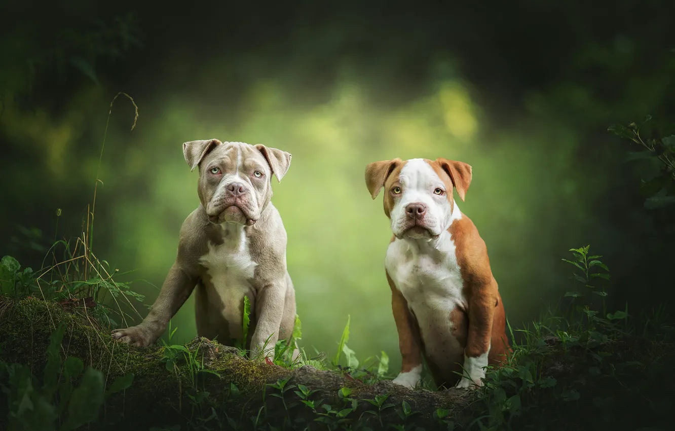 Фото обои собаки, взгляд, листья, природа, поза, щенки, пара, бревно