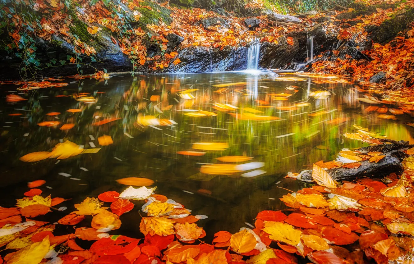 Фото обои осень, листья, вода, водопад, поток