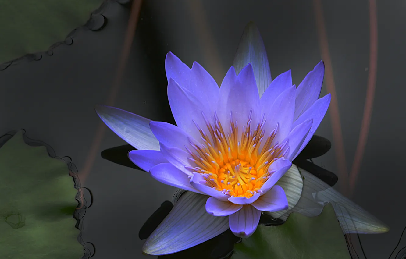 Фото обои лилия, водяная, Water lily
