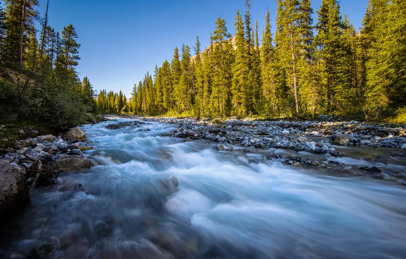 Фото обои лес, река, камни, поток