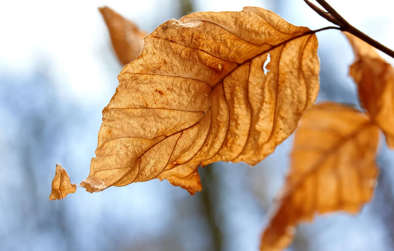 Фото обои осень, листья, макро, природа, жёлтый, фото, листок, листопад