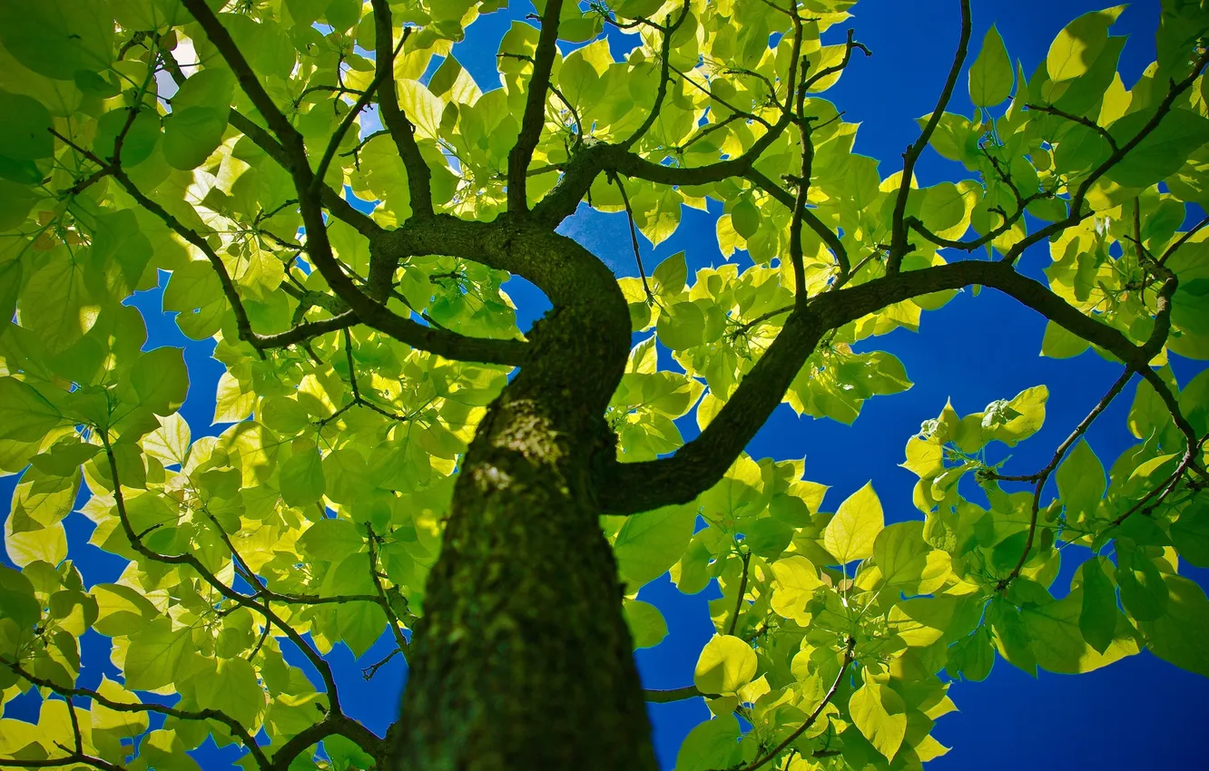 Фото обои зелень, небо, природа, дерево, листва, ствол