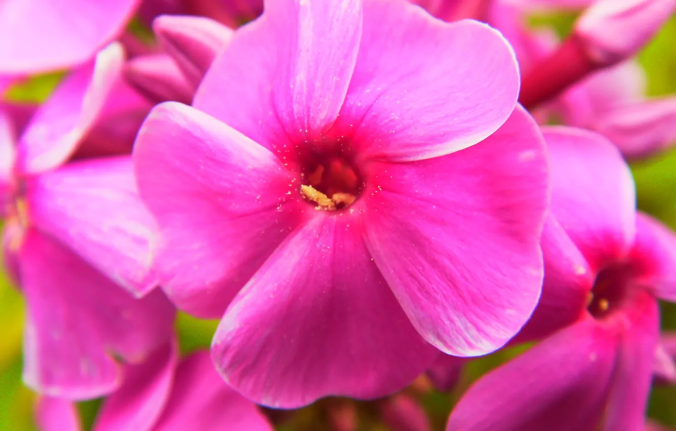 Фото обои макро, цветы, розовый, флоксы