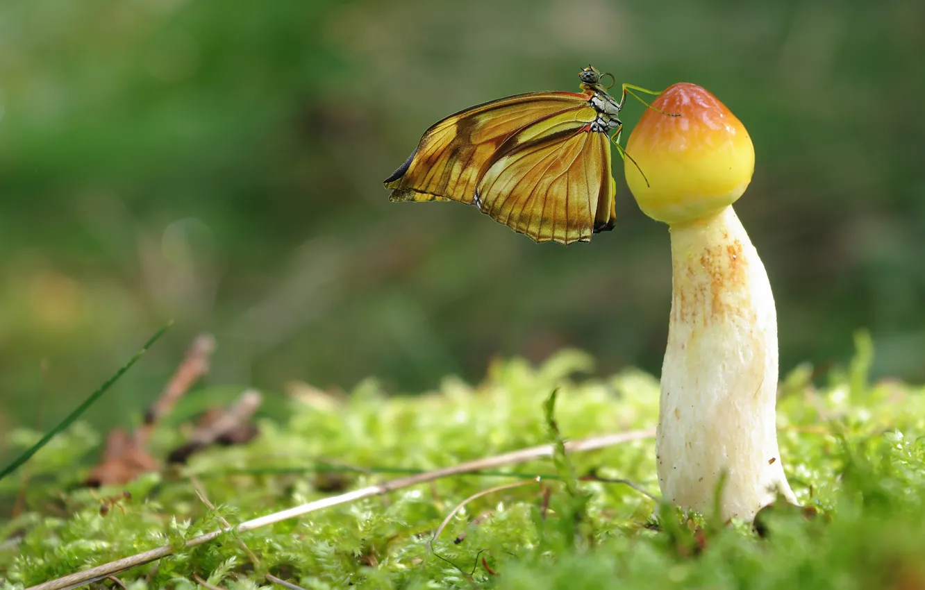 Фото обои макро, фон, бабочка, поляна, гриб, мох, насекомое, желтая