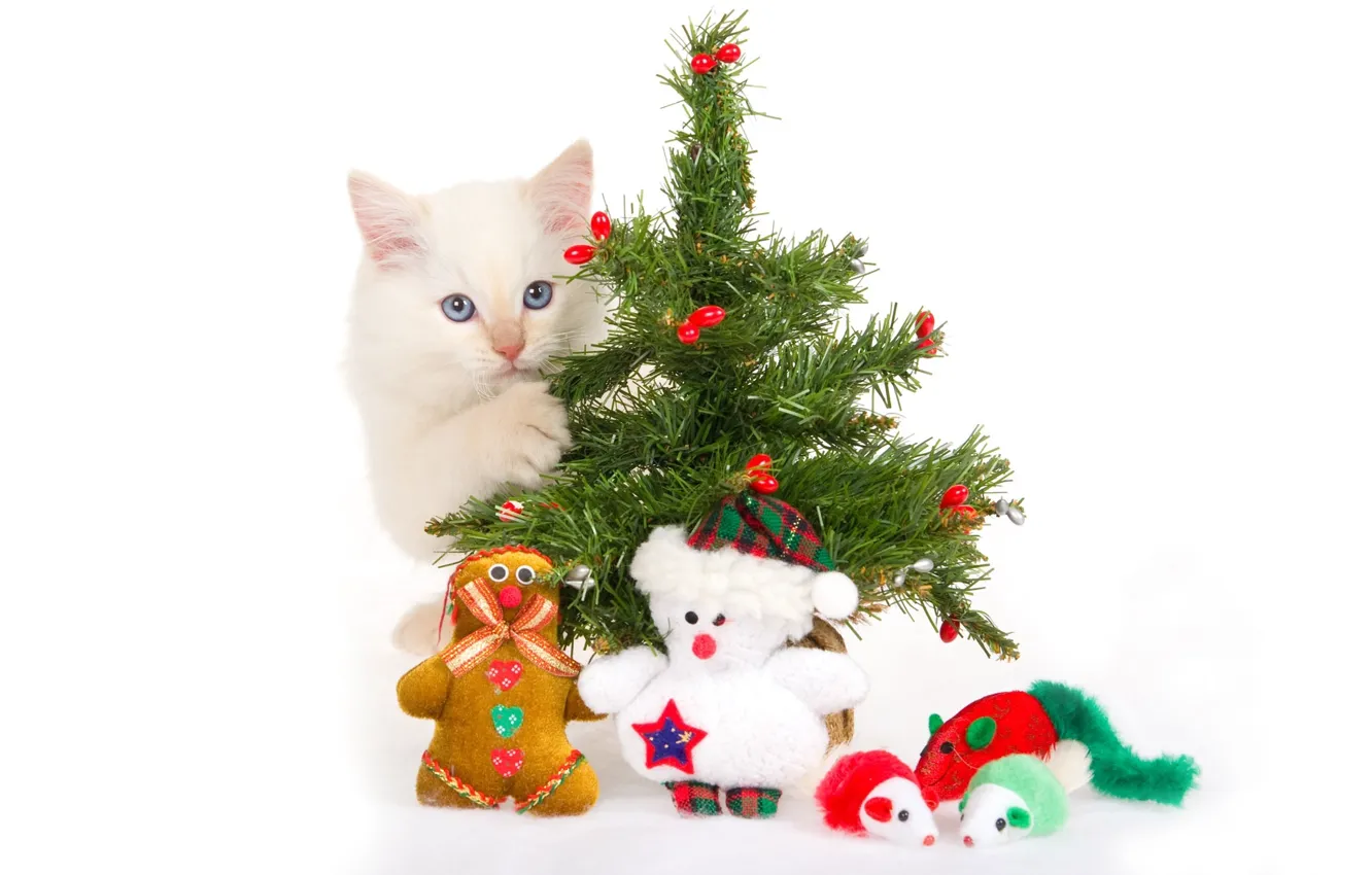 Фото обои котенок, игрушки, елка, белый фон, сувениры