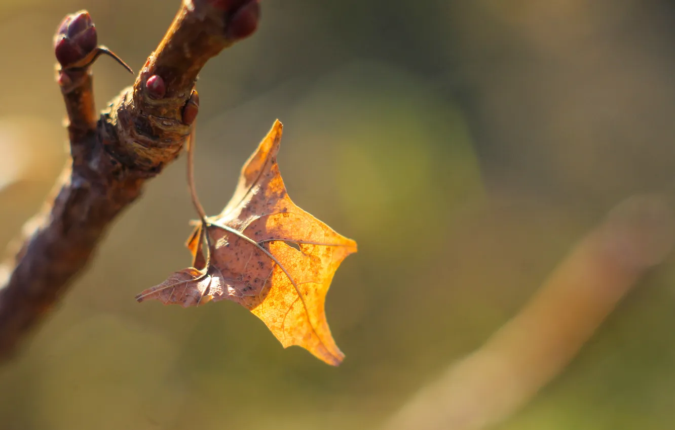 Фото обои yellow, autumn, leaf, twig