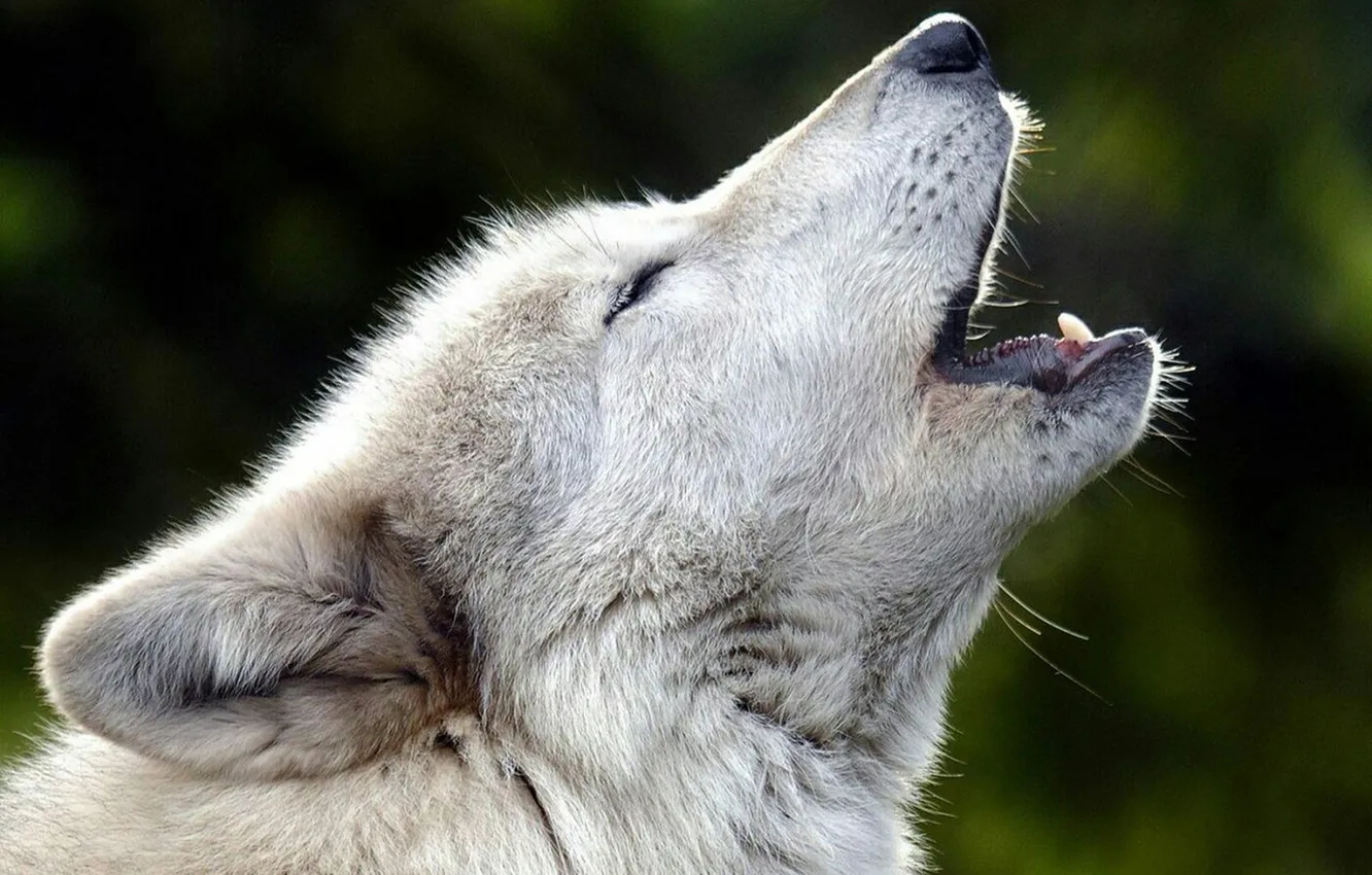 Фото обои nature, predator, animal, wolf, wildlife, portrait, portrait., Canis lupus. face