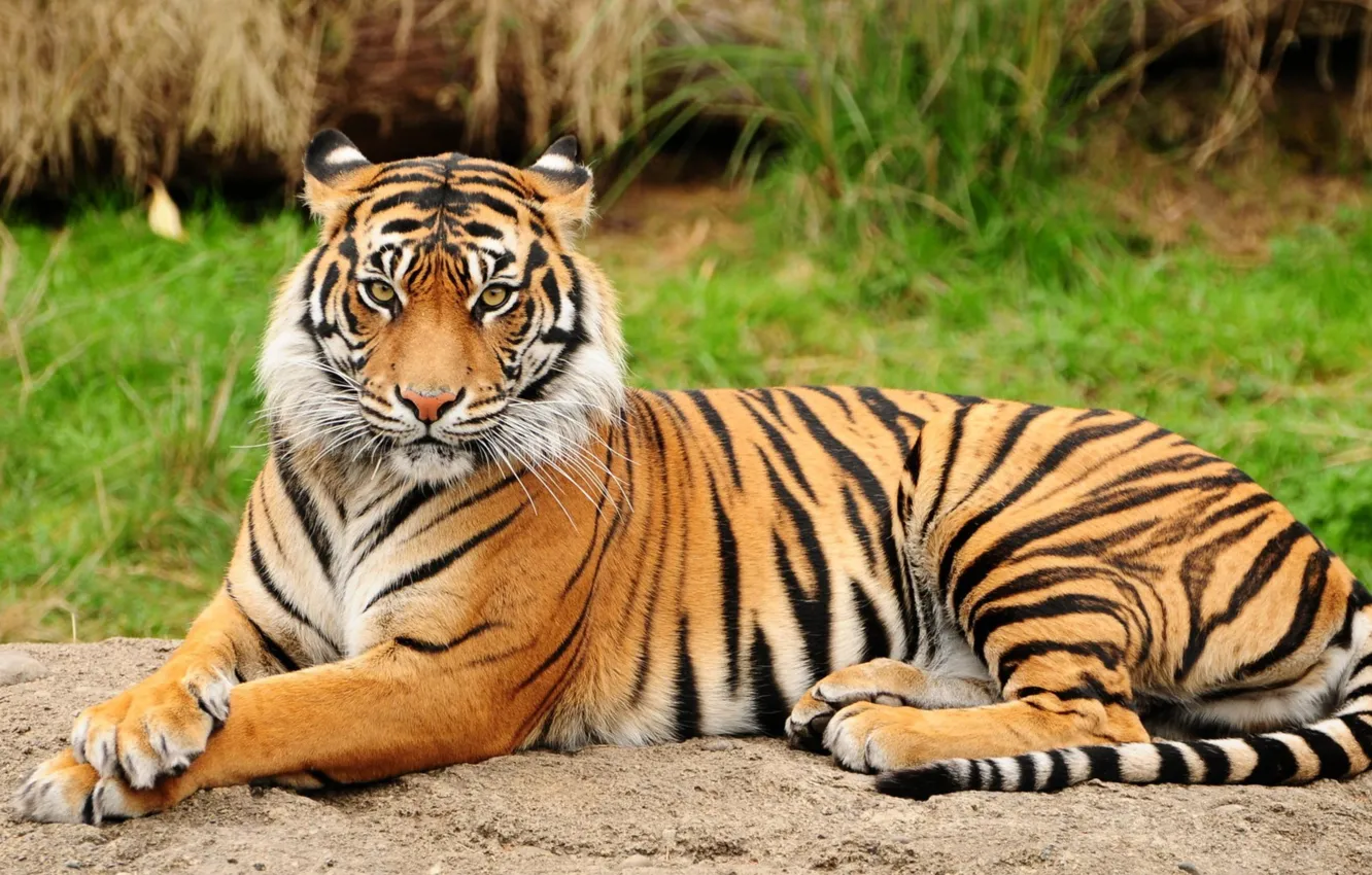 Фото обои animals, big cats, feline, mammals, animal themes, orange tiger