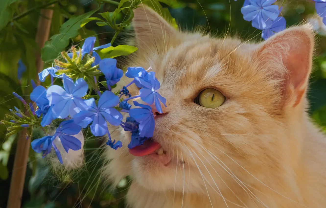 Фото обои цветы, рыжий кот, котейка