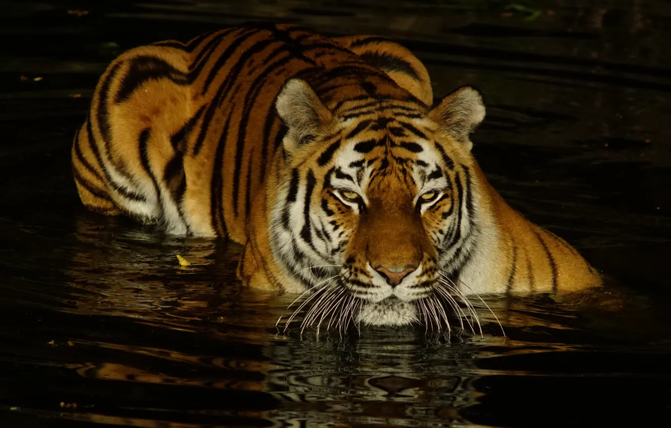 Фото обои взгляд, морда, вода, свет, тигр, темный фон, купание, водоем
