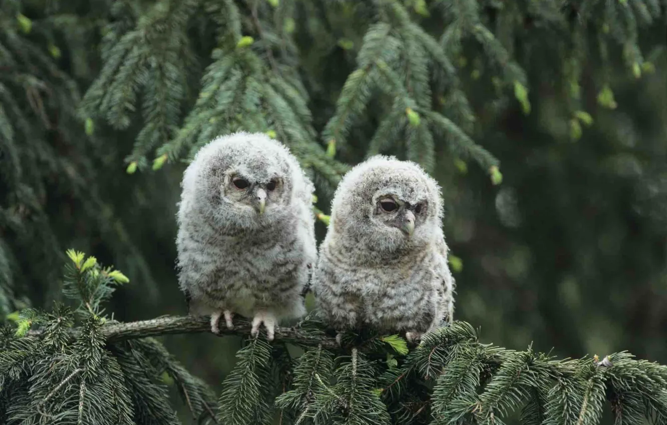 Фото обои animals, birds, wildlife, two little owls