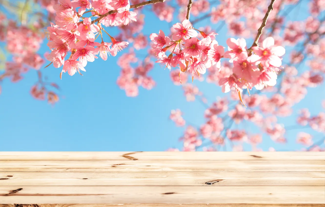Фото обои небо, ветки, весна, сакура, цветение, wood, pink, blossom