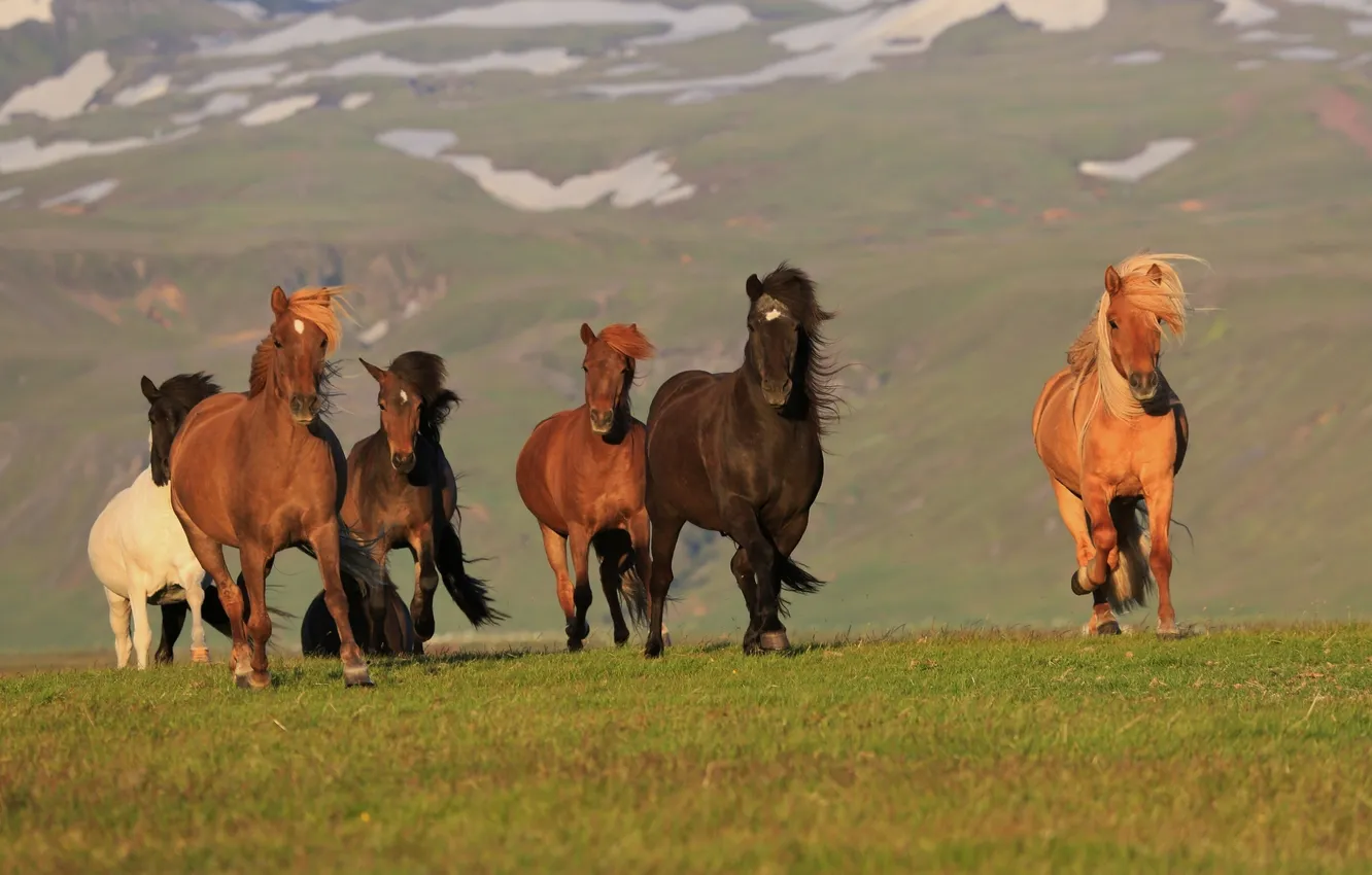 Фото обои кони, лошади, Исландия, Iceland