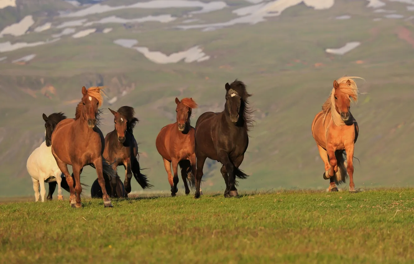 Фото обои конь, лошадь, Исландия, Iceland