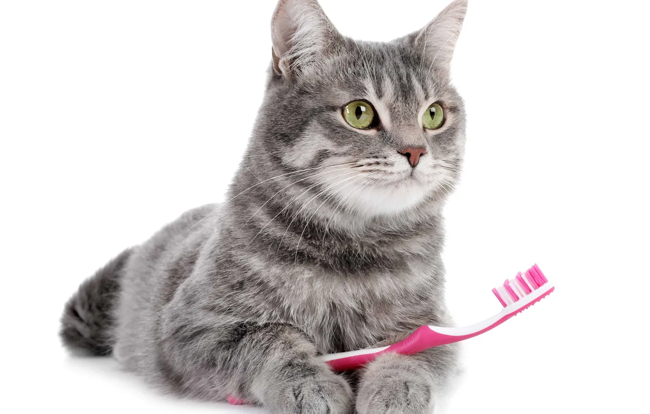 Фото обои cat, cute, clean, creature, claw, fluffy, domestic, feline