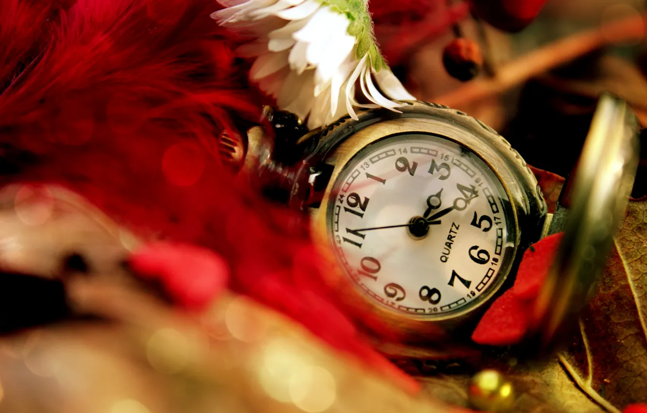 Фото обои цветок, листья, часы, перья, ромашка, красные, карманные
