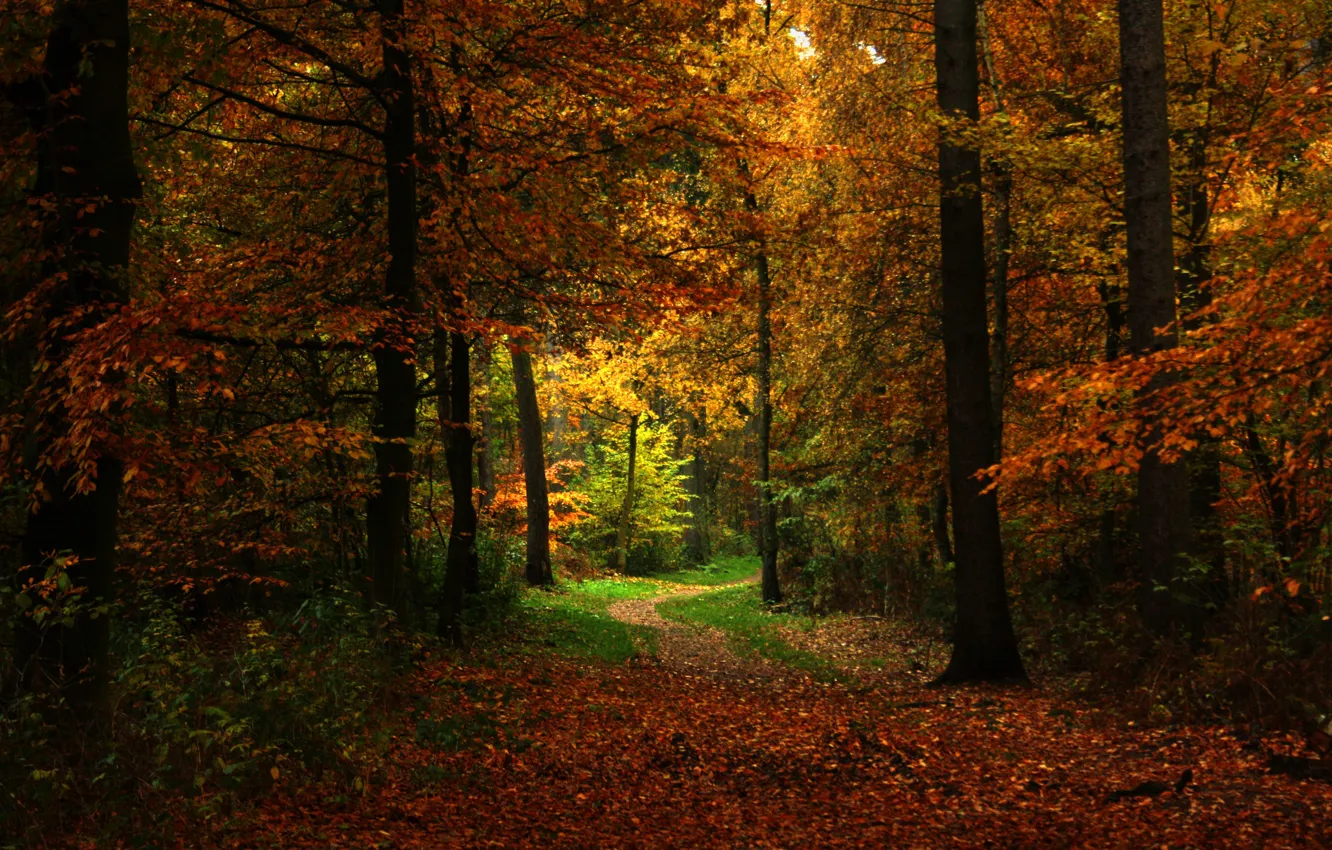 Фото обои осень, лес, природа, тропинка