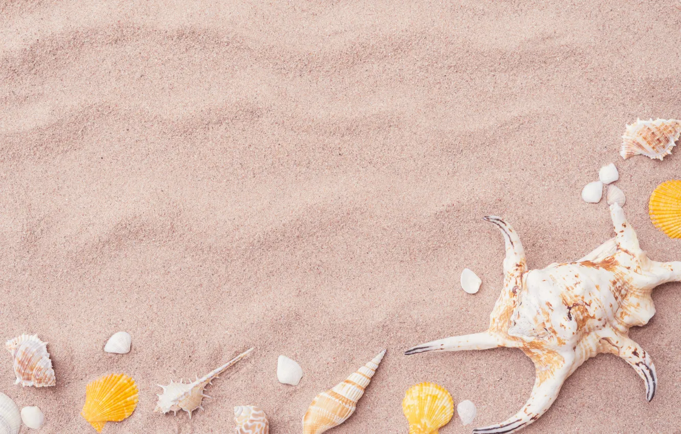 Фото обои песок, пляж, звезда, ракушки, summer, beach, sand, marine