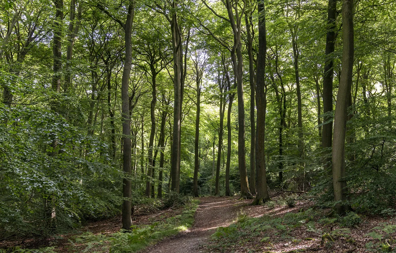 Фото обои лес, Англия, тропинка, деоевья, Bradenham