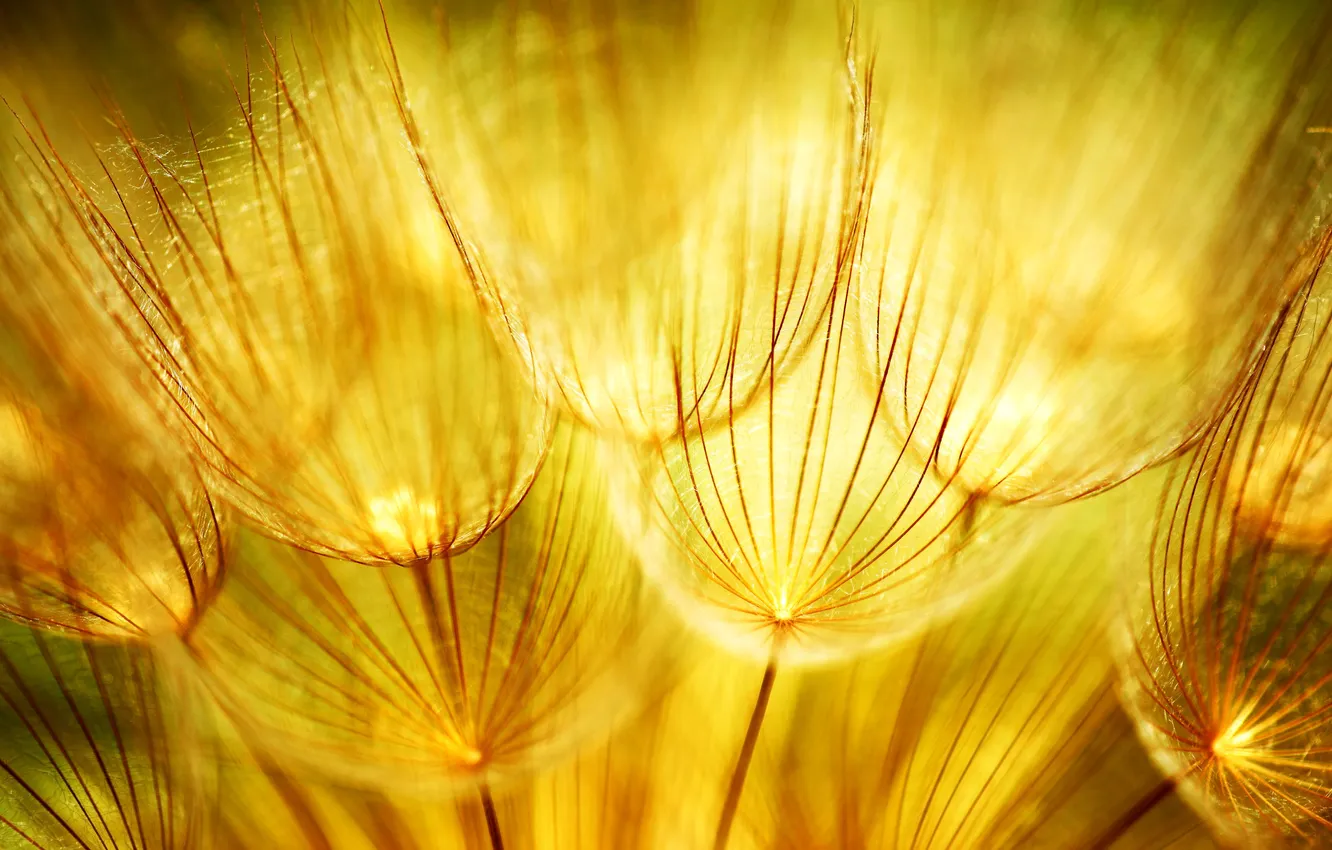 Фото обои макро, природа, одуванчики, золотые, соцветие, Golden dandelions