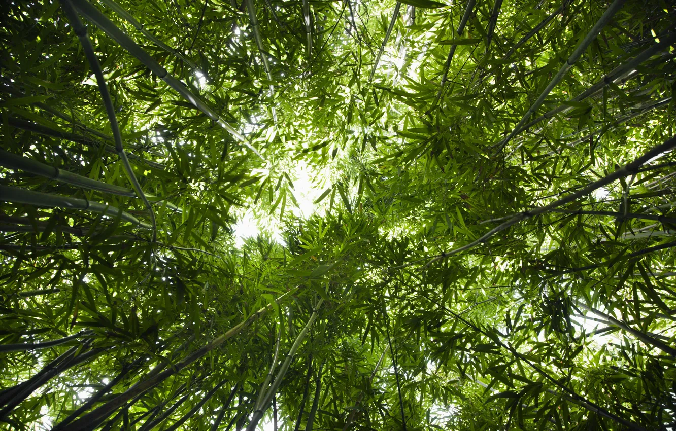 Фото обои бамбук, Лес, вид снизу
