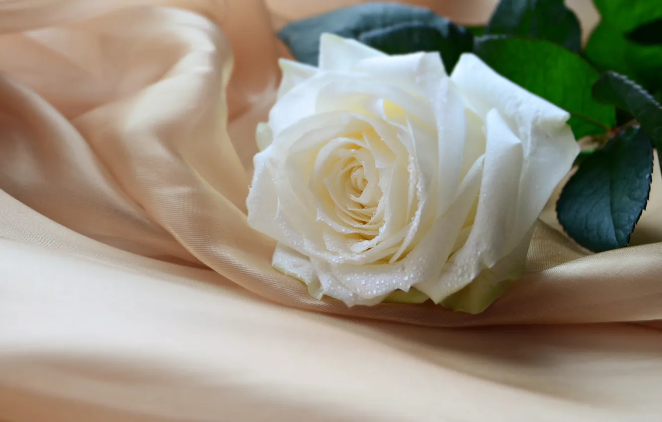 Фото обои цветок, нежность, роза