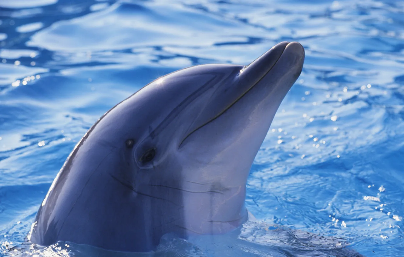 Фото обои вода, дельфин, друг