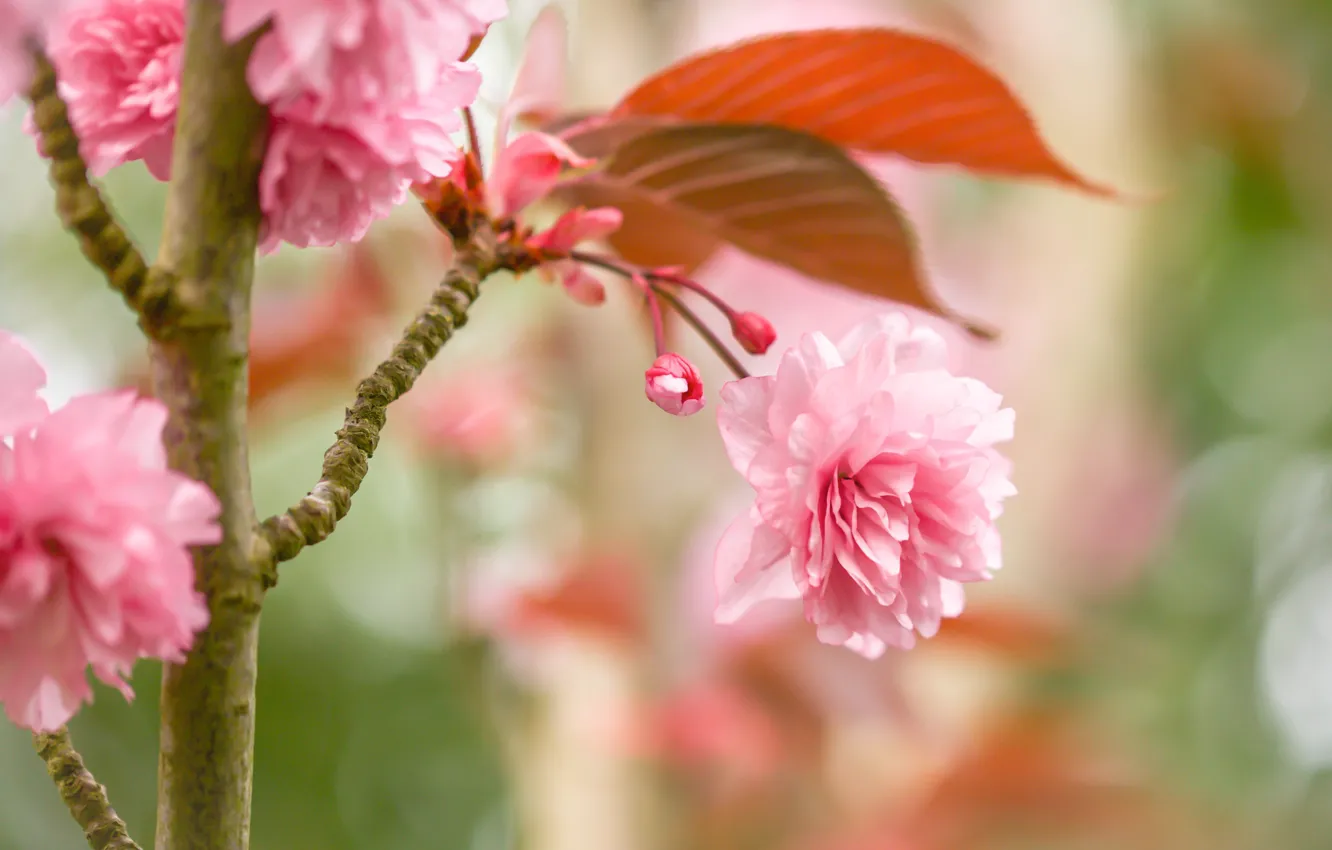 Фото обои макро, вишня, сакура, цветение, деревце, цветки, боке, бутончики