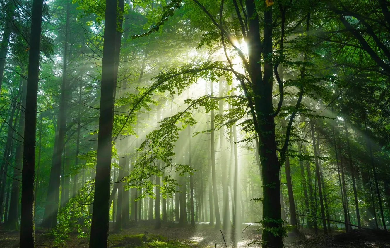 Фото обои лес, деревья, Германия, солнечный свет