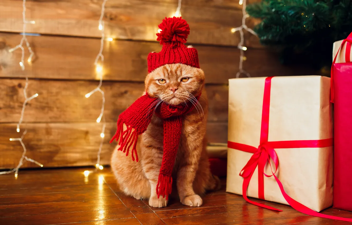 Фото обои кошка, кот, шарф, рыжий, Рождество, подарки, Новый год, гирлянды