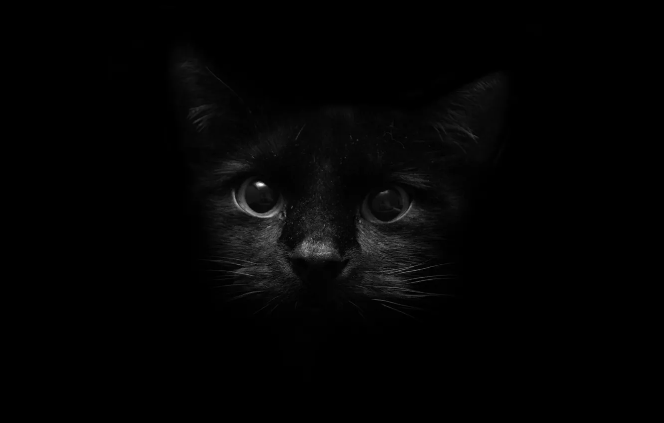 Фото обои глаза, кот, взгляд, темнота, стиль