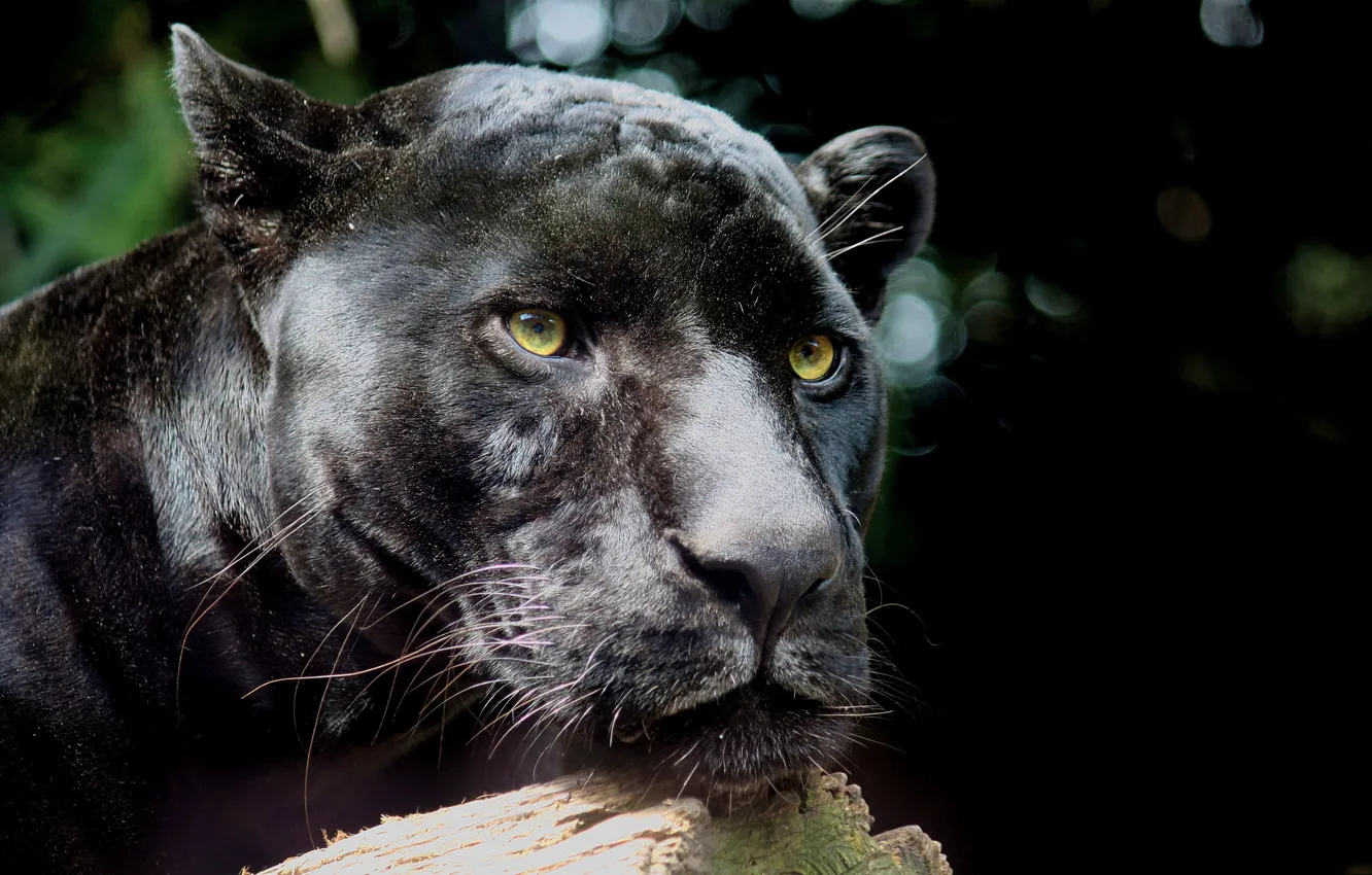 Фото обои усы, морда, отдых, хищник, пантера, леопард, leopard, panthera pardus