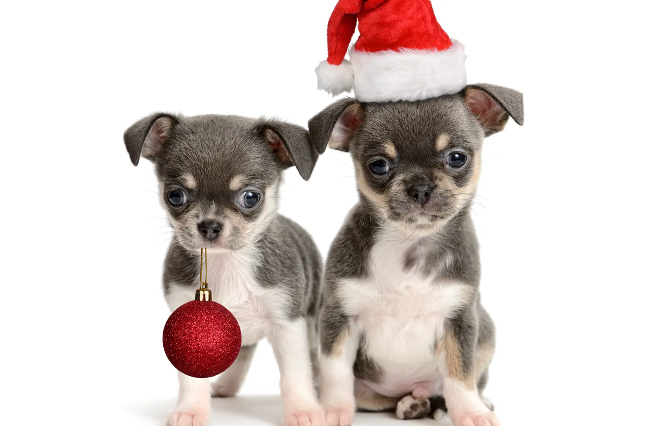 Фото обои шапка, шар, шарик, щенки, щенок, Новый год, Christmas, puppy