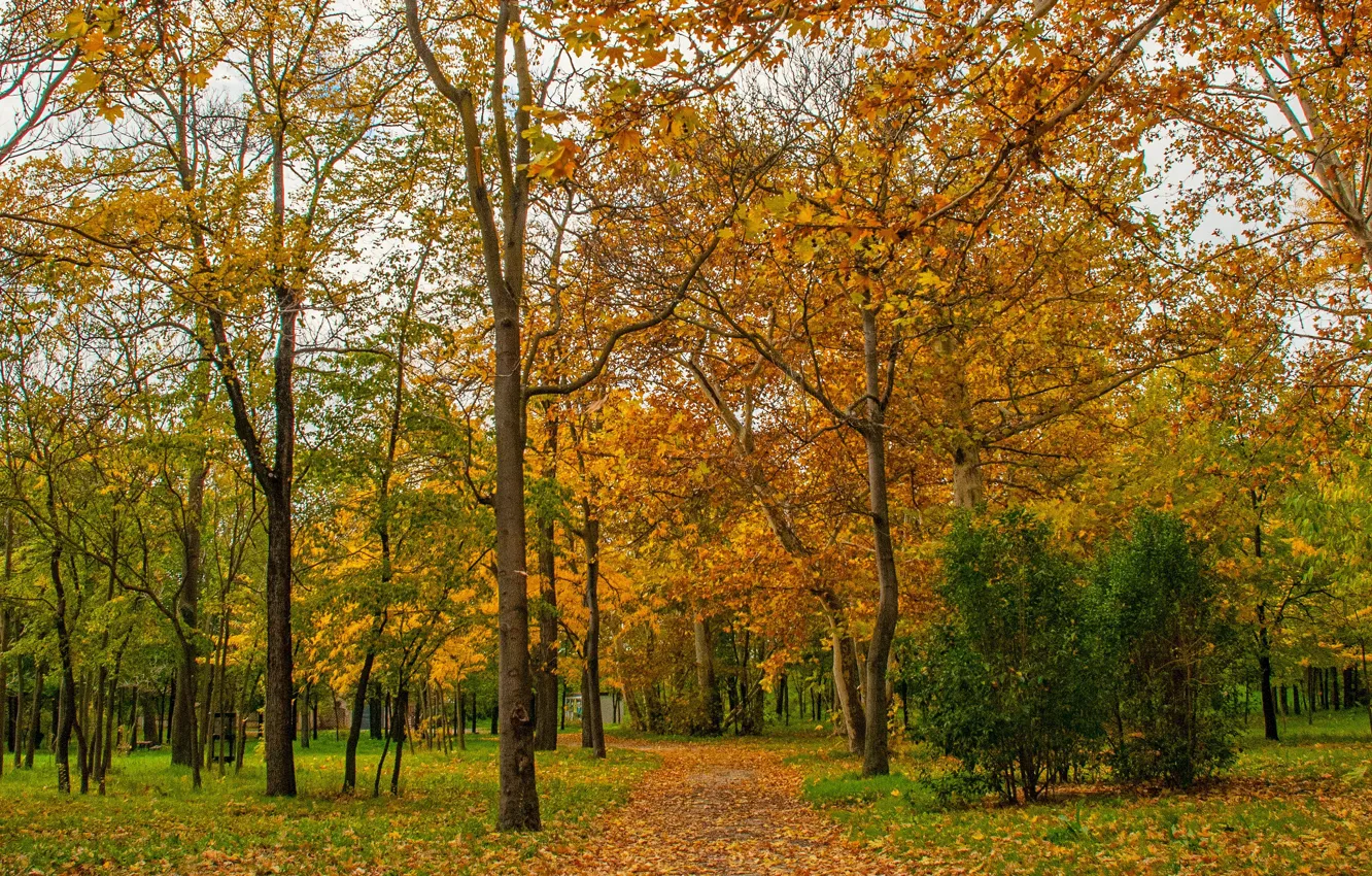 Фото обои Осень, Деревья, Парк, Fall, Листва, Park, Autumn, Trees