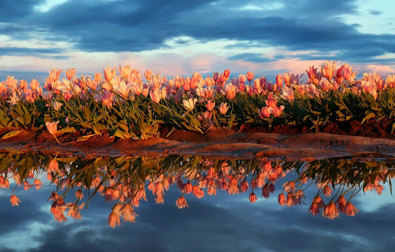 Фото обои поле, небо, вода, цветы, природа, отражение, весна, тюльпаны